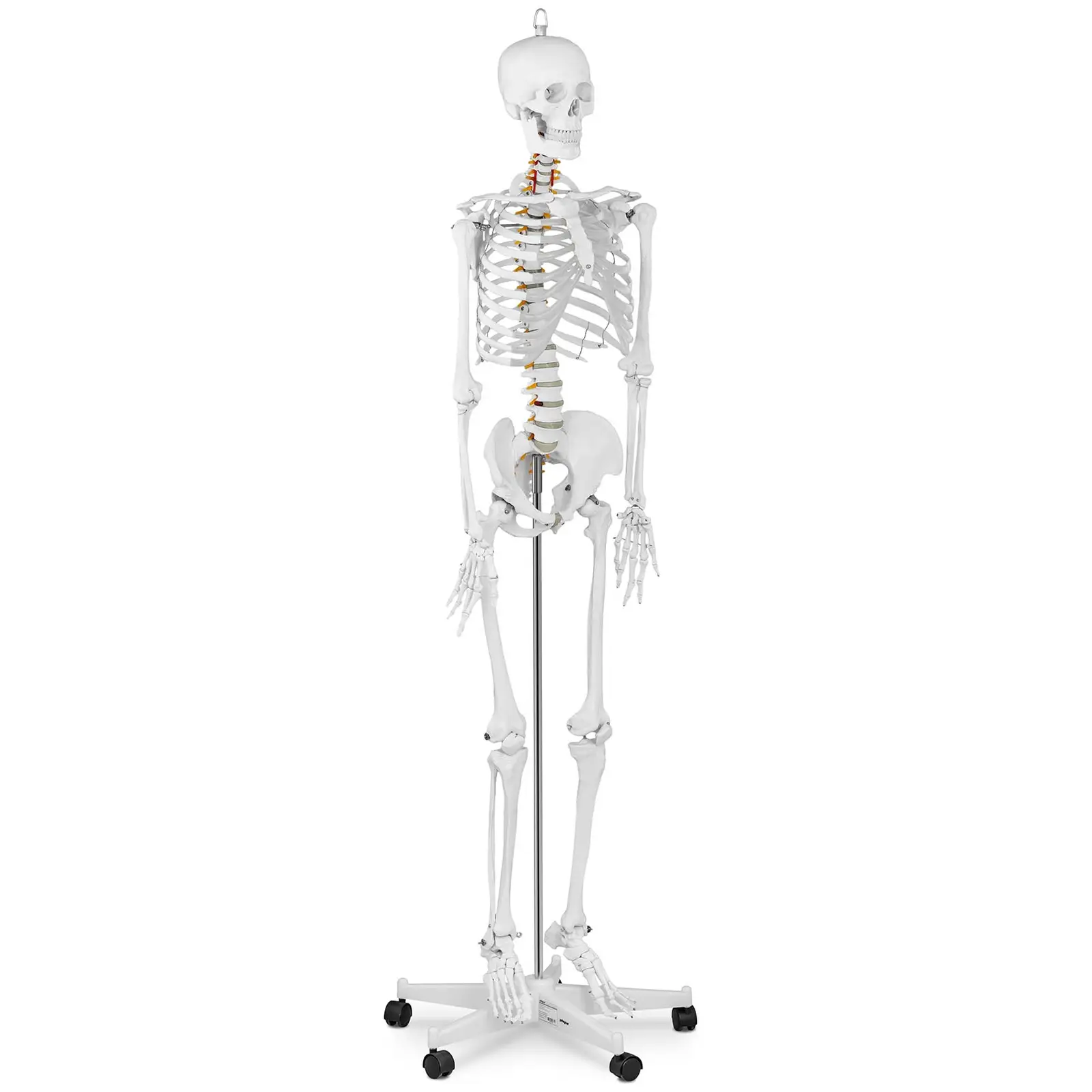 Skelett - Anatomisk modell - Naturlig storlek
