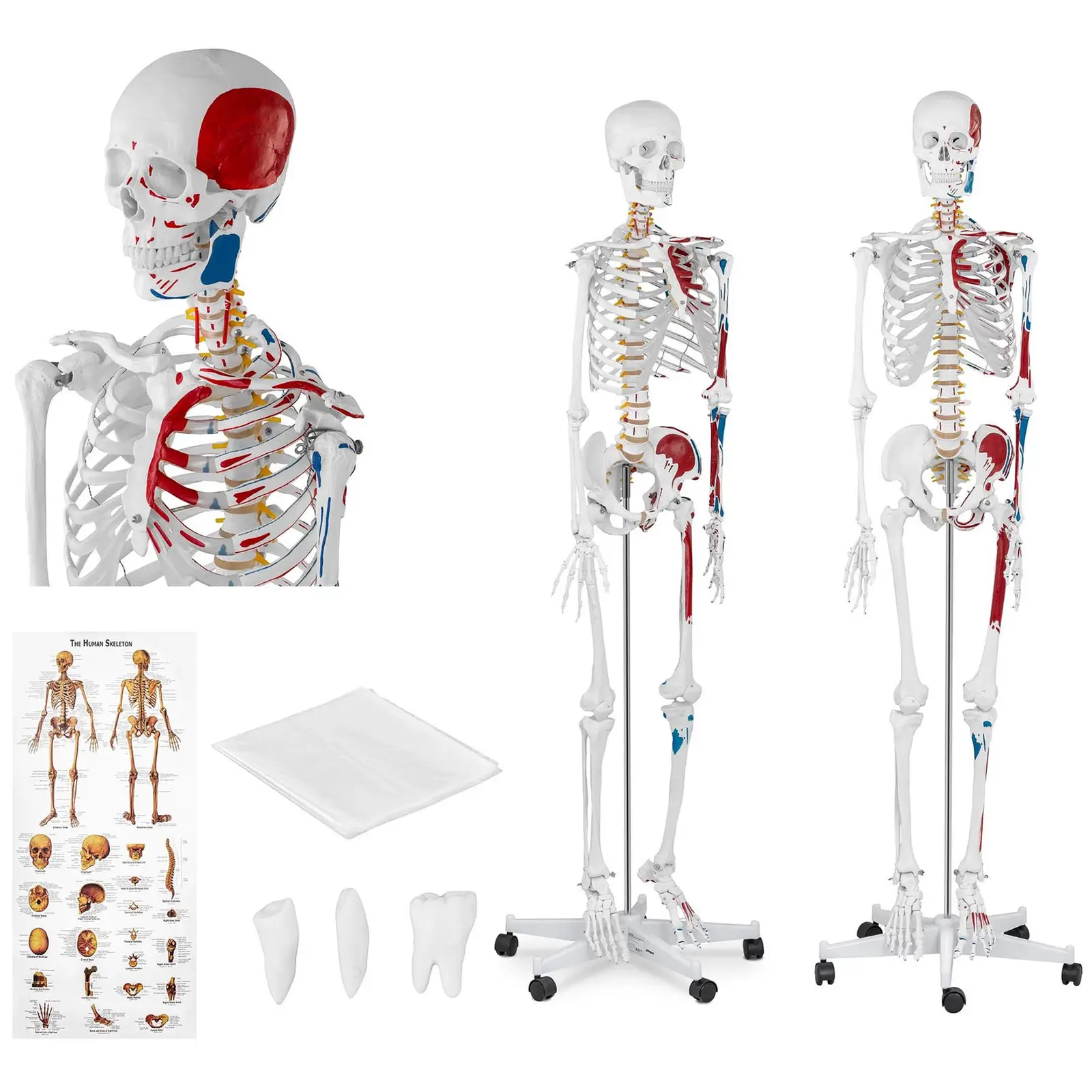 Skelett-Modell PHY-SK-2 - Naturlig storlek