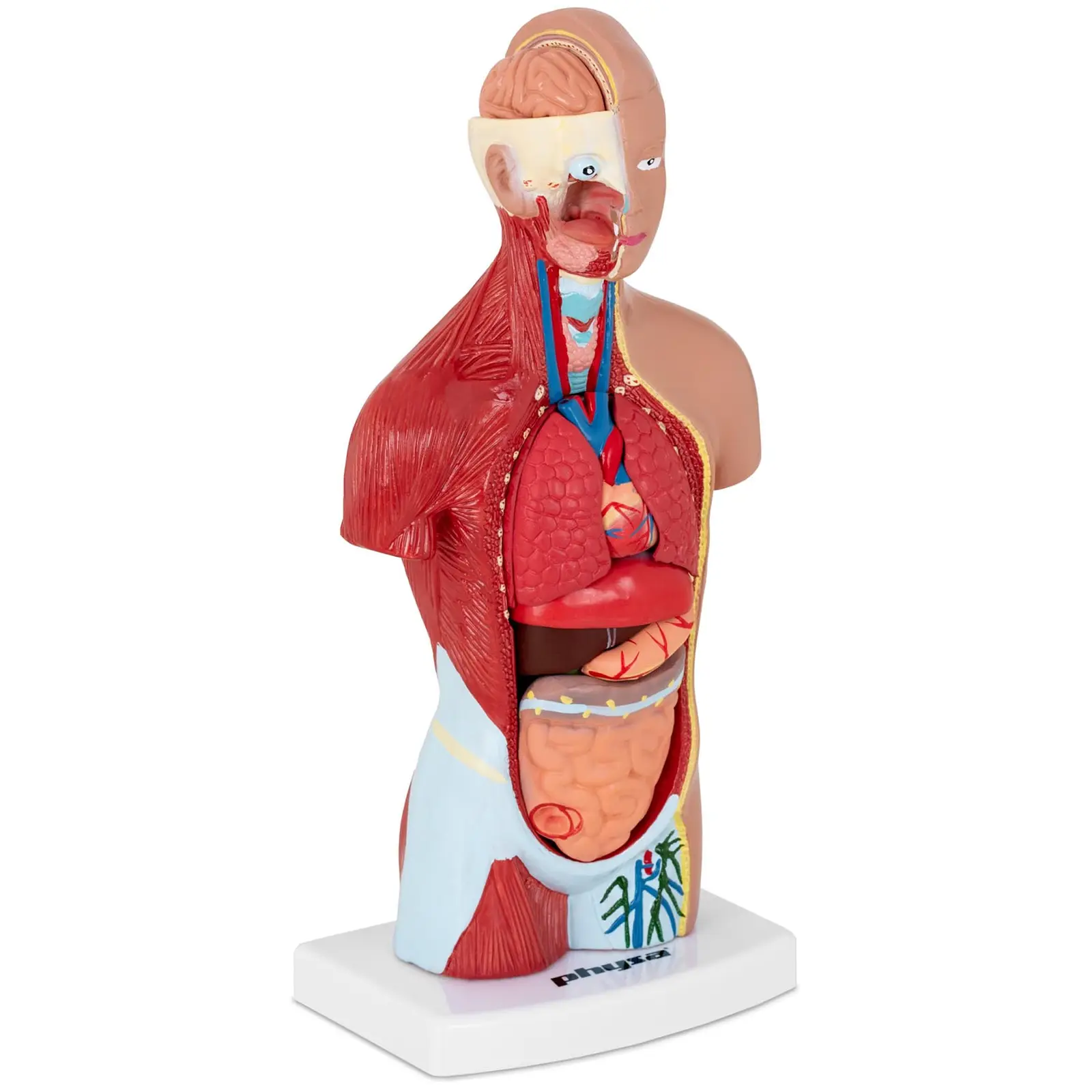 Torso - Anatomisk modell - Kan demonteras i 15 delar - Höjd 26 cm
