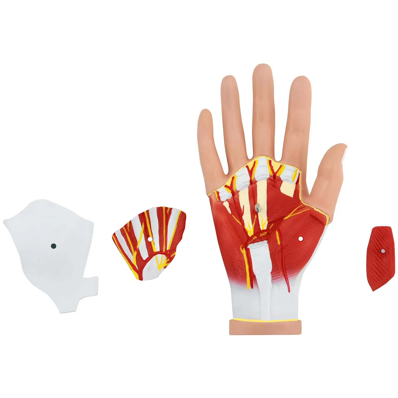 Hand med muskeldegeneration - Anatomisk modell - 4 delar - Originalstorlek